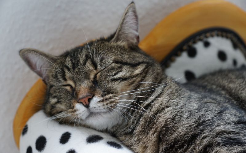 duy trì cân nặng