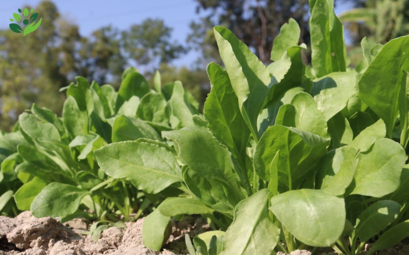 mẹo chăm sóc sức khỏe