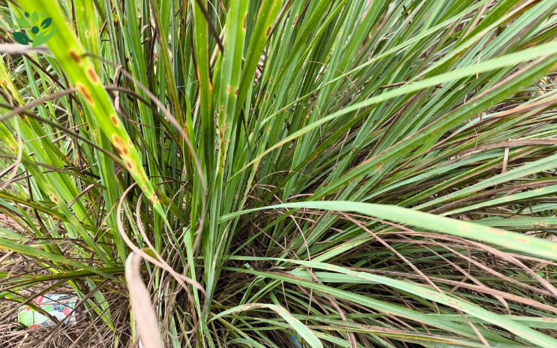 mẹo dân gian chữa bệnh