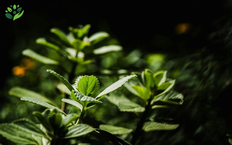 mẹo dân gian chữa bệnh