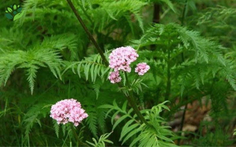 mẹo dân gian trị mất ngủ